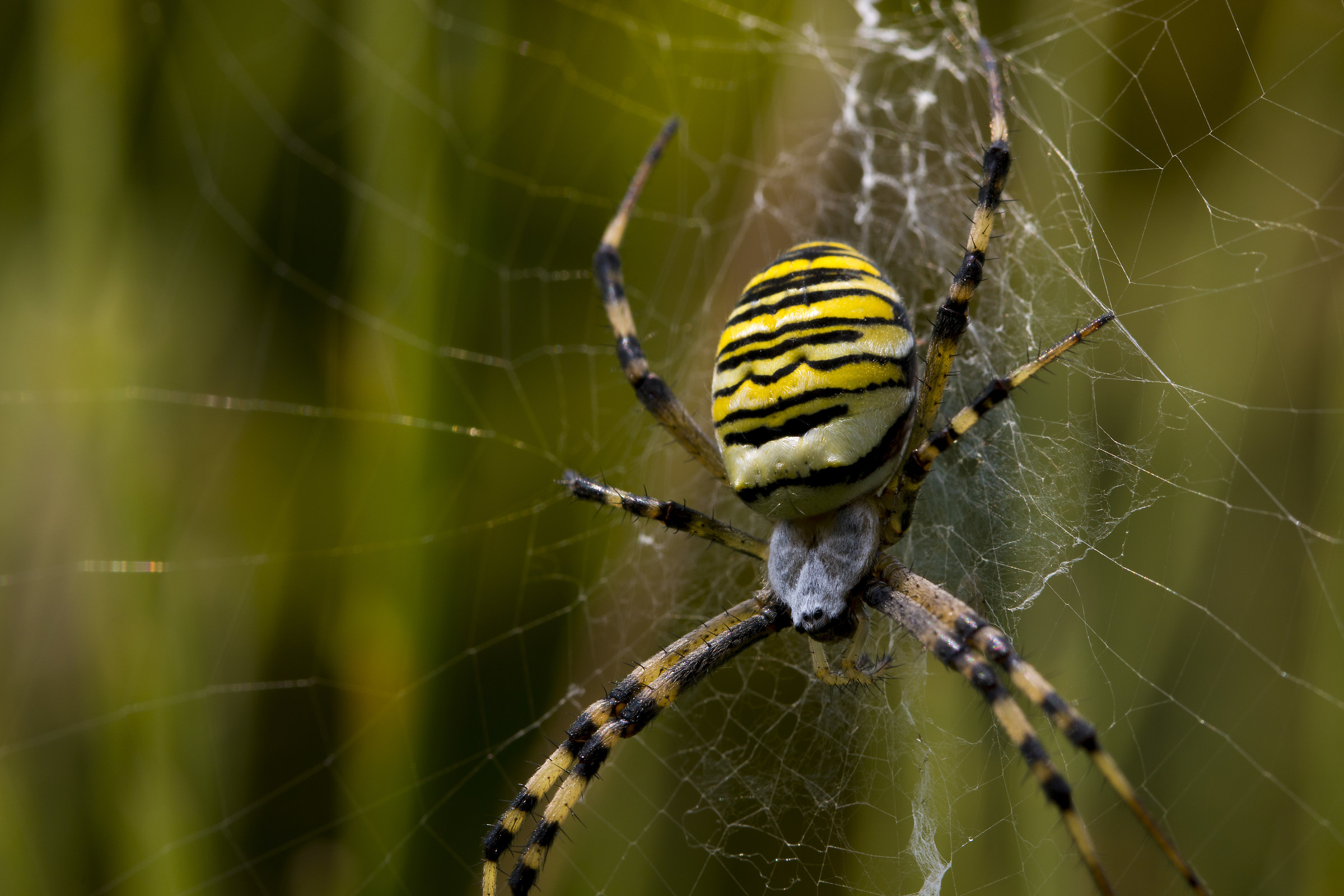 Wasp spider