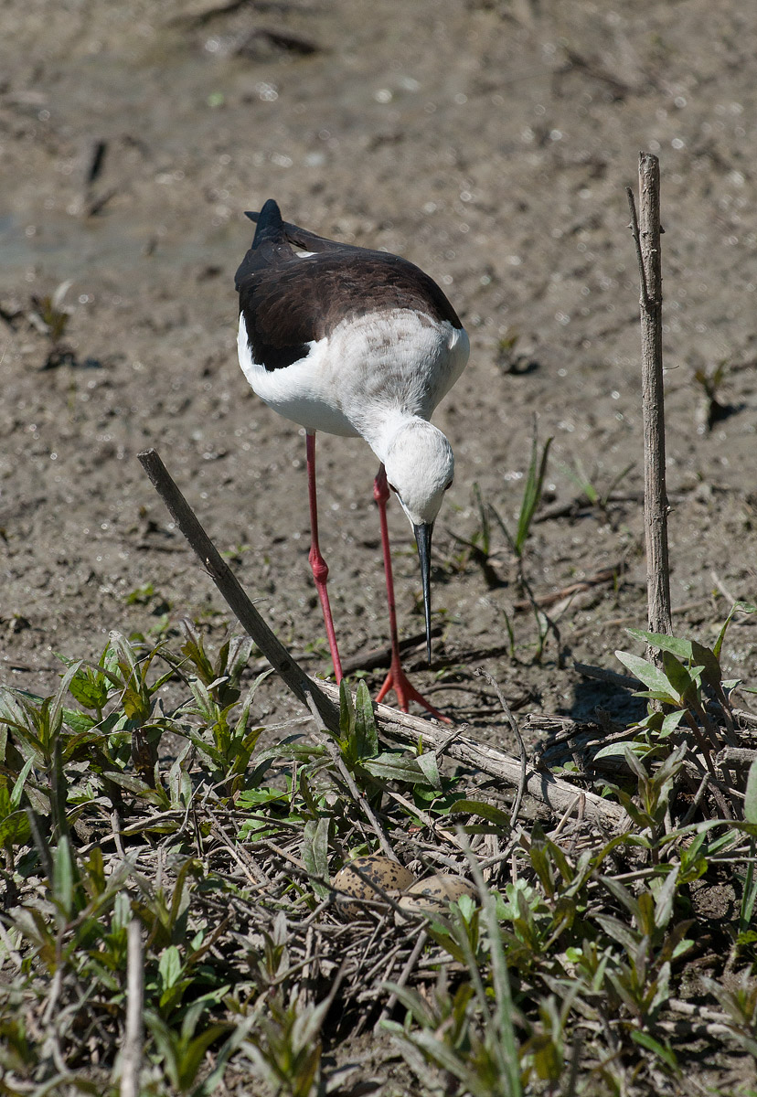 Cavaliere si prepara alla cova.