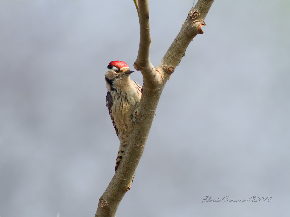 Lesser Spotted Woodpecker