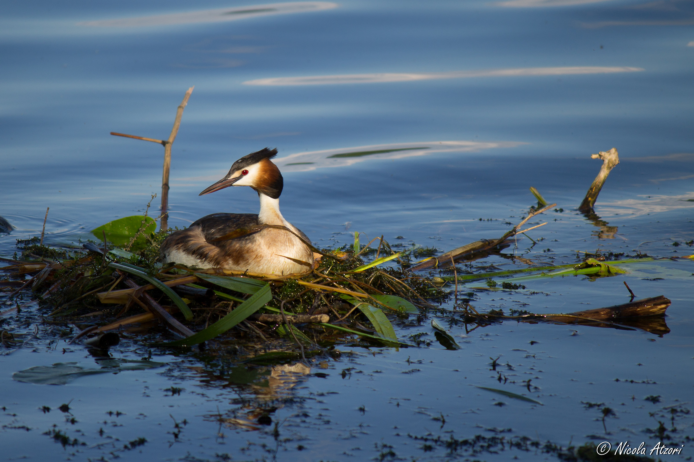 Podiceps cristatus - Wetter Ruhr (Germany)