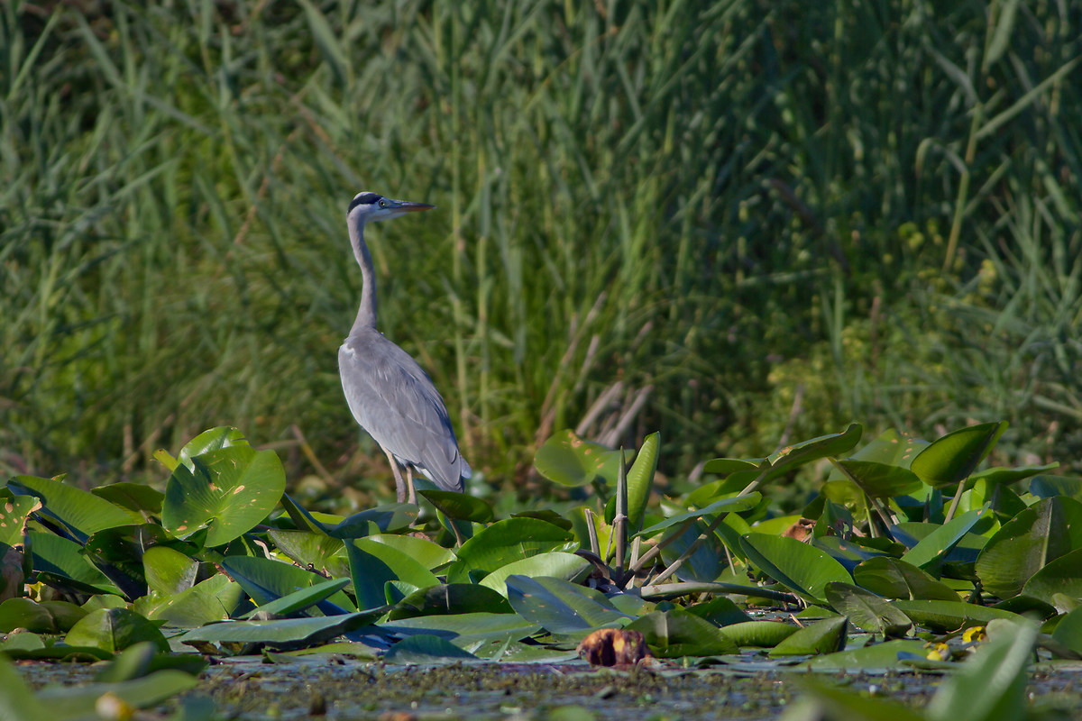 Grey Heron set