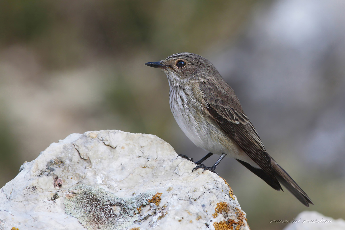 Pigliamosche(Muscicapa striata)