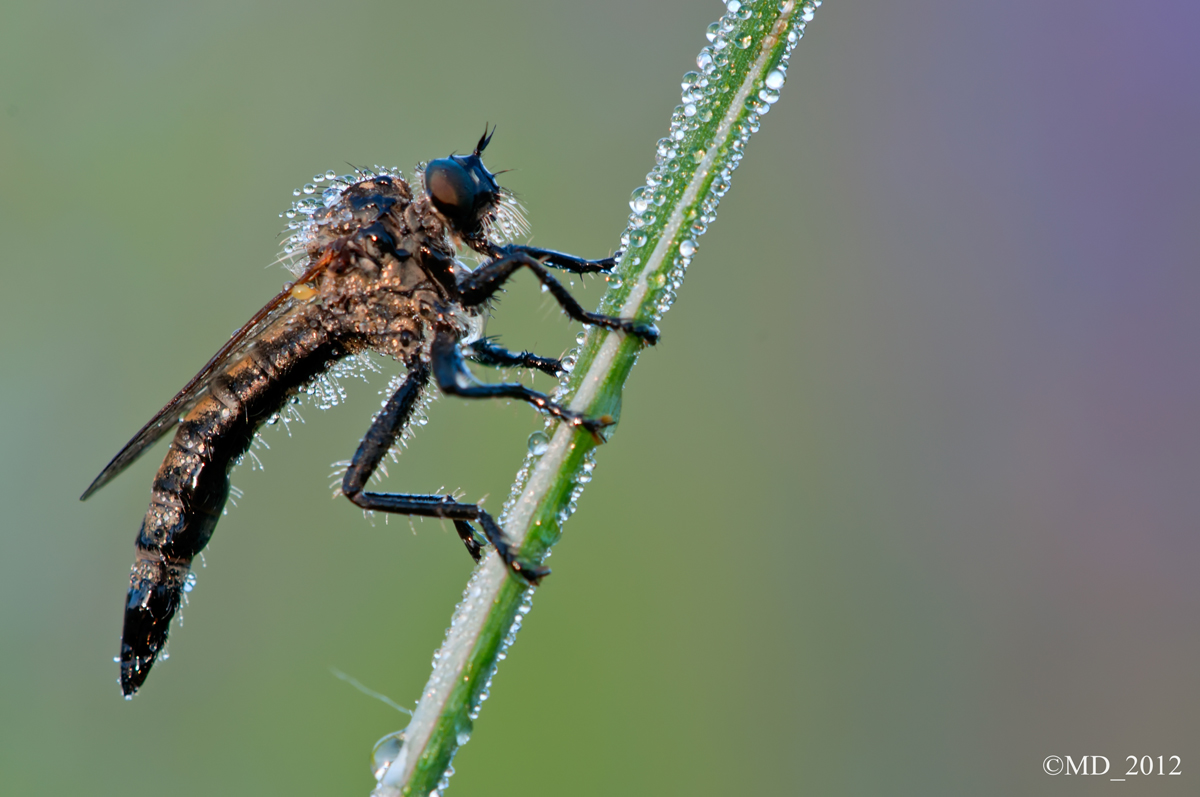 El Baffo  (Identificazione)