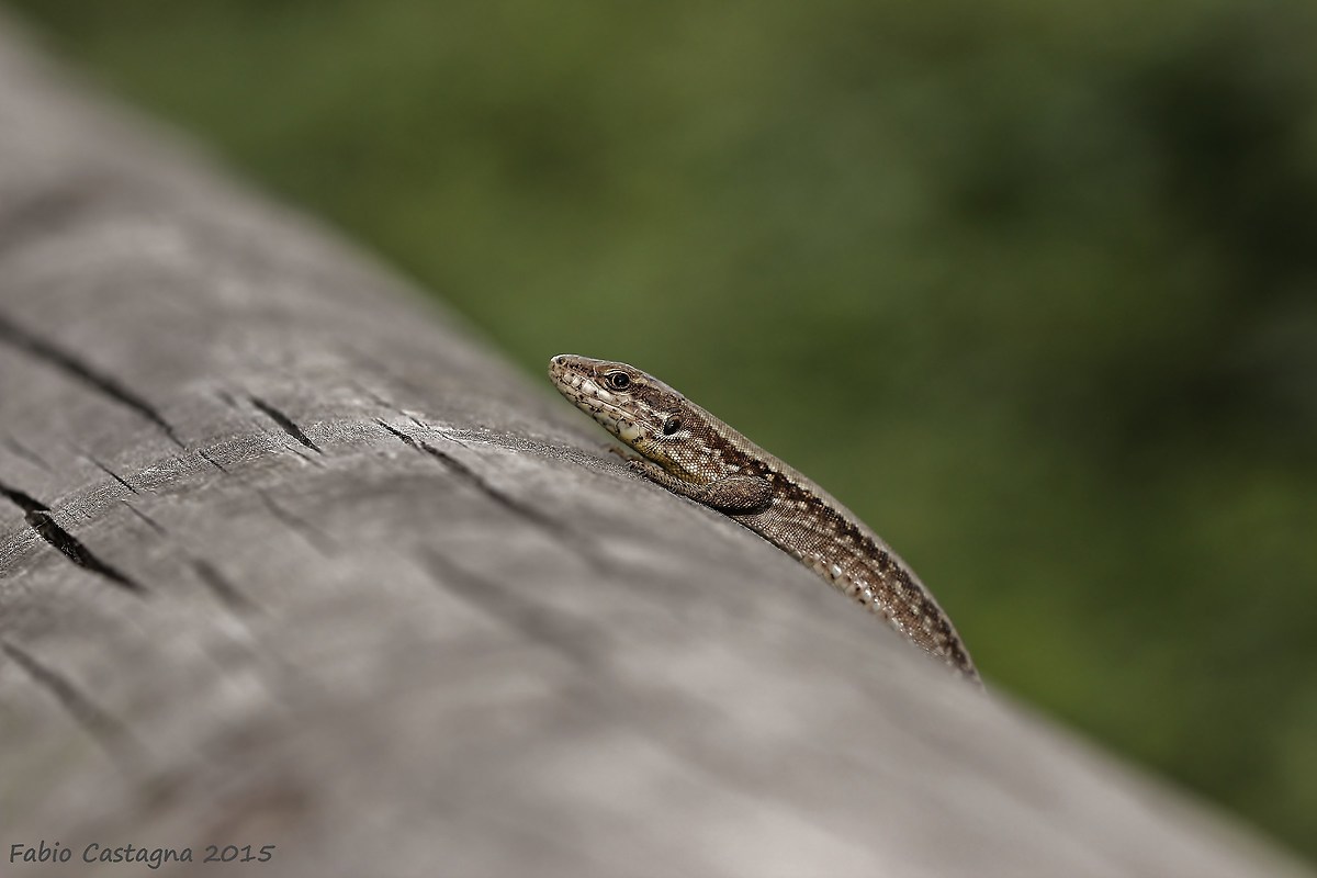 Attento che scappo...!!!