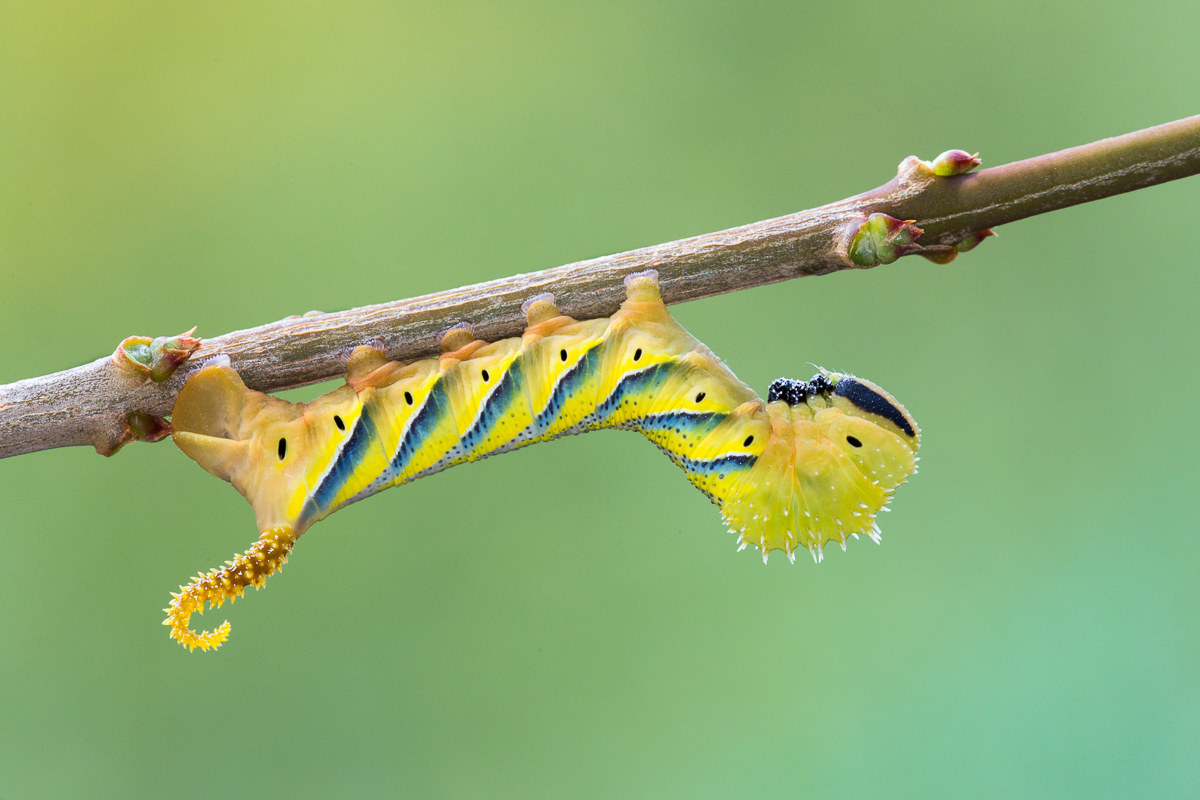 Sfinge testa di morto