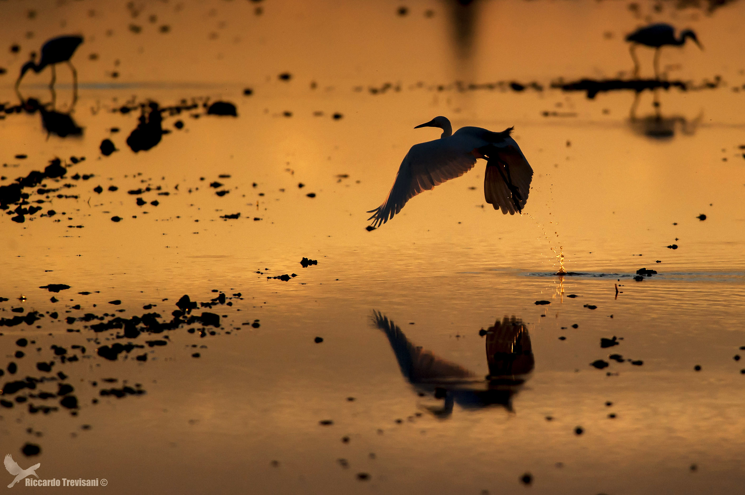flying in the sunset