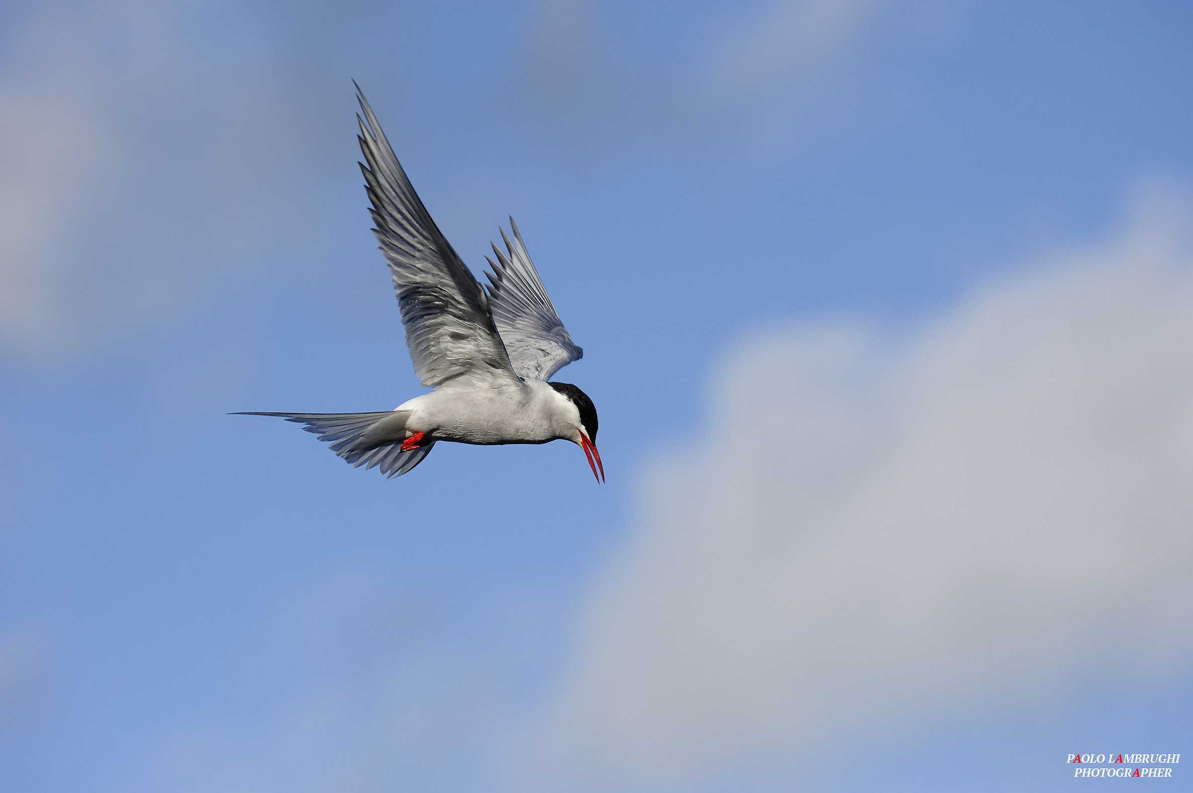 Arctic tern ready to dive