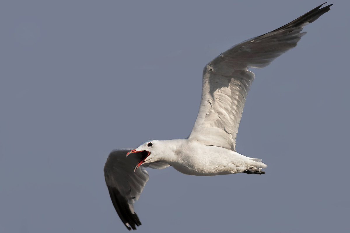 L'urlo del gabbiano corso