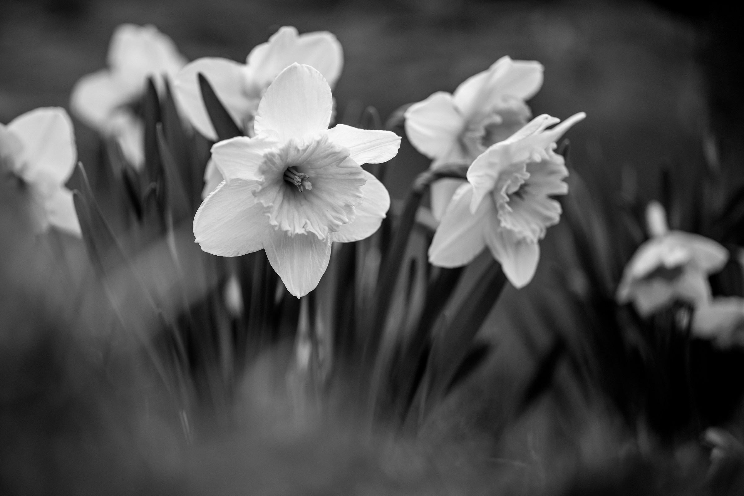 Daffodils b & w