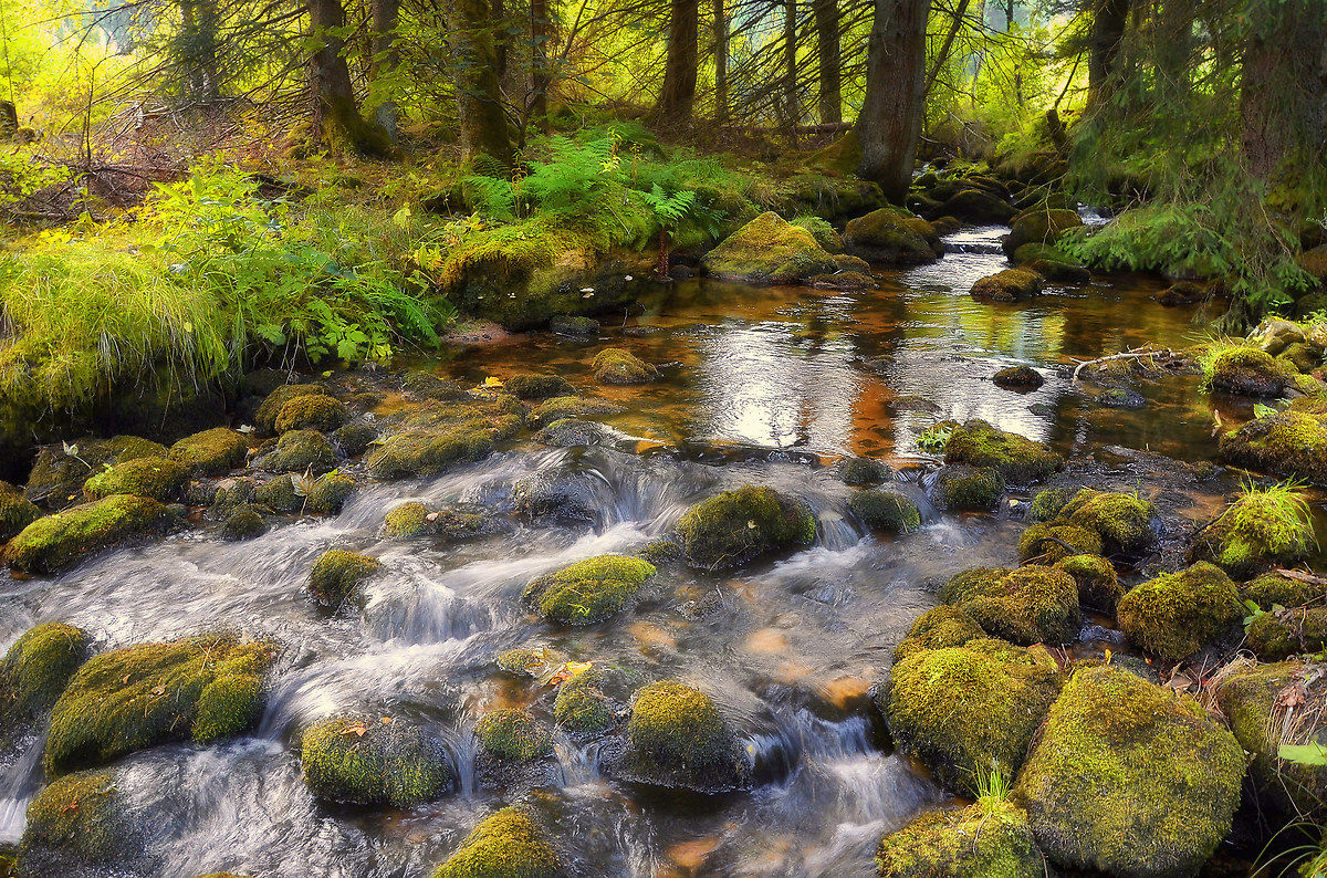 Nature in Black Forest