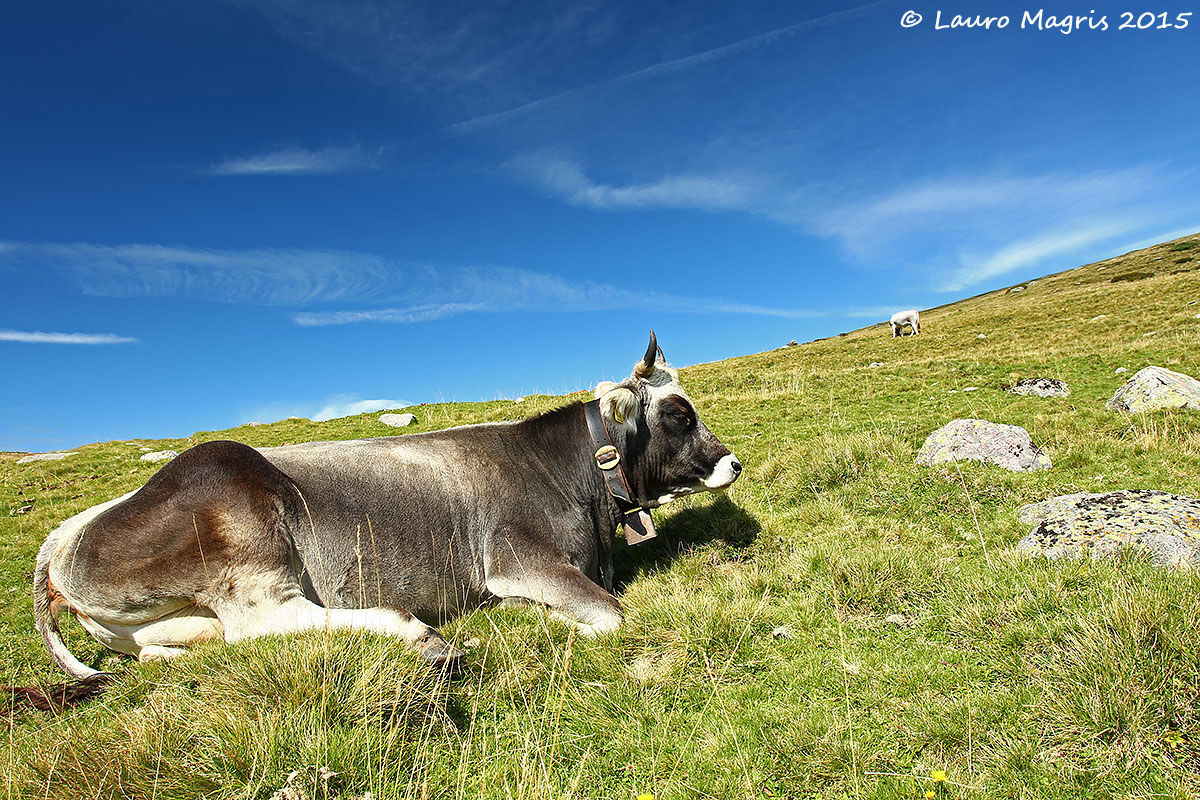 Relax al pascolo