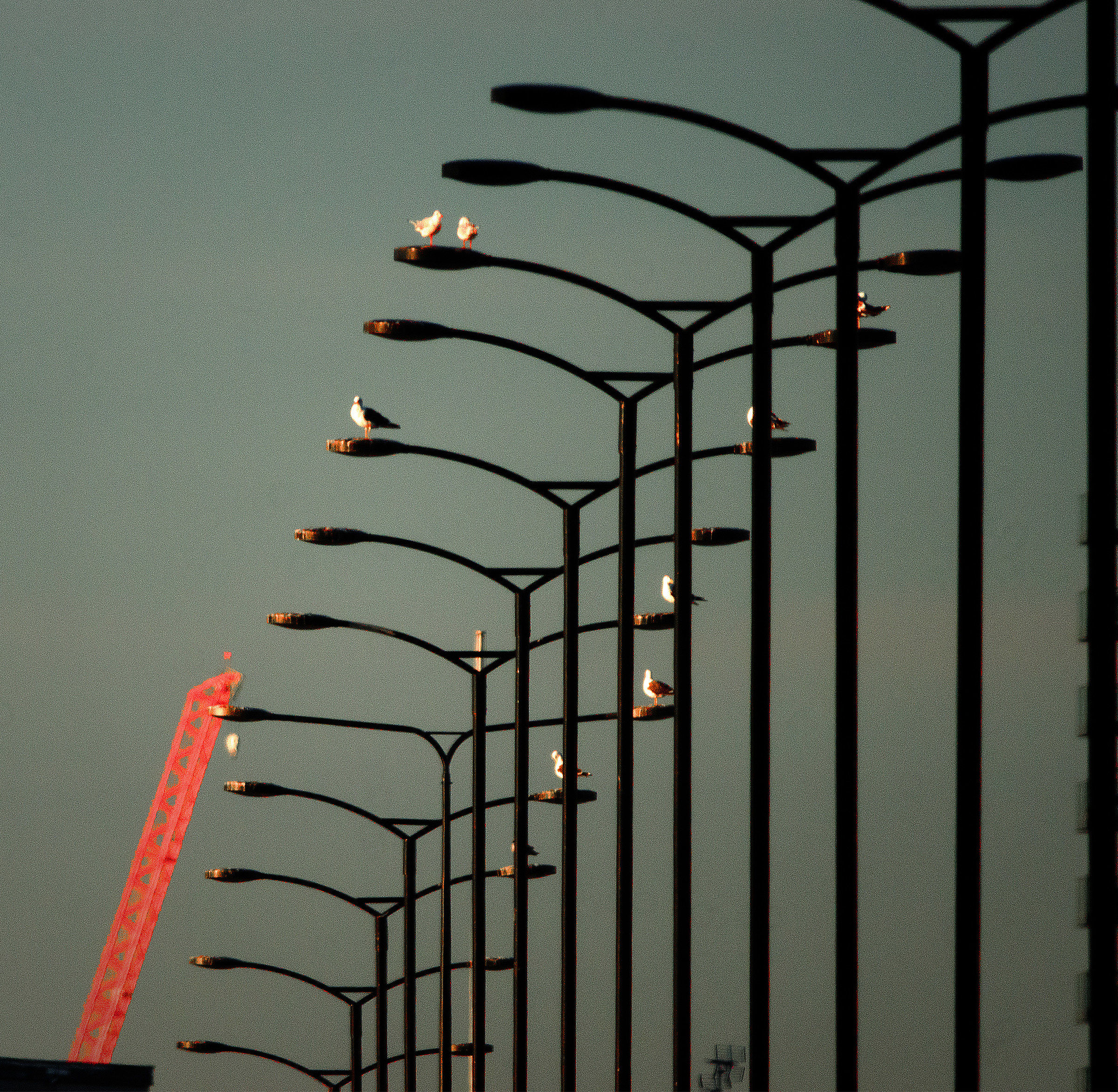 Shooting Birdlife in London!