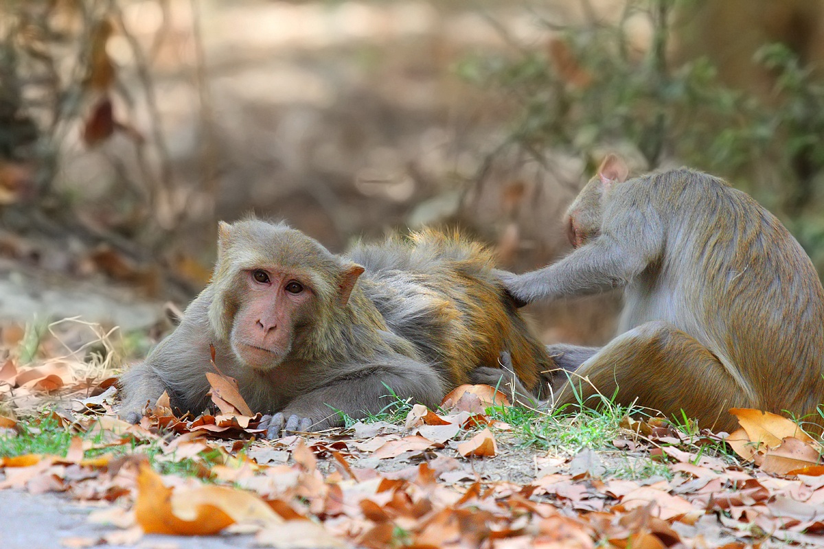 Rhesus Macaque Macaca