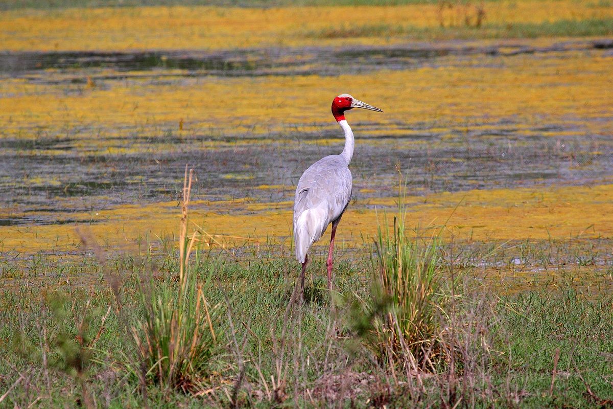 Sarus crane