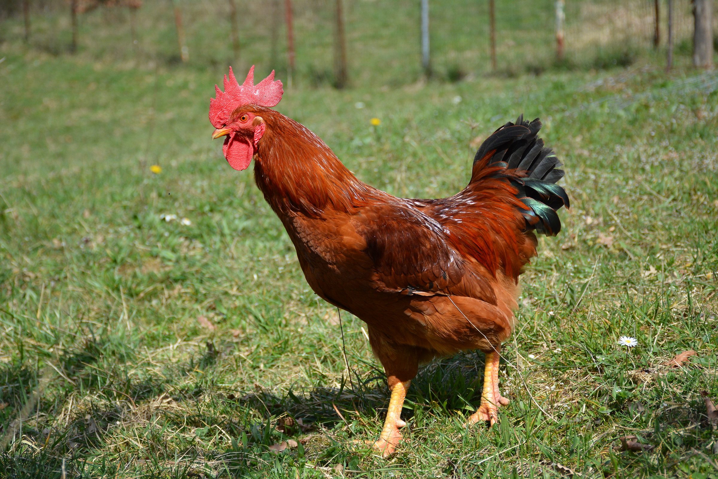rooster