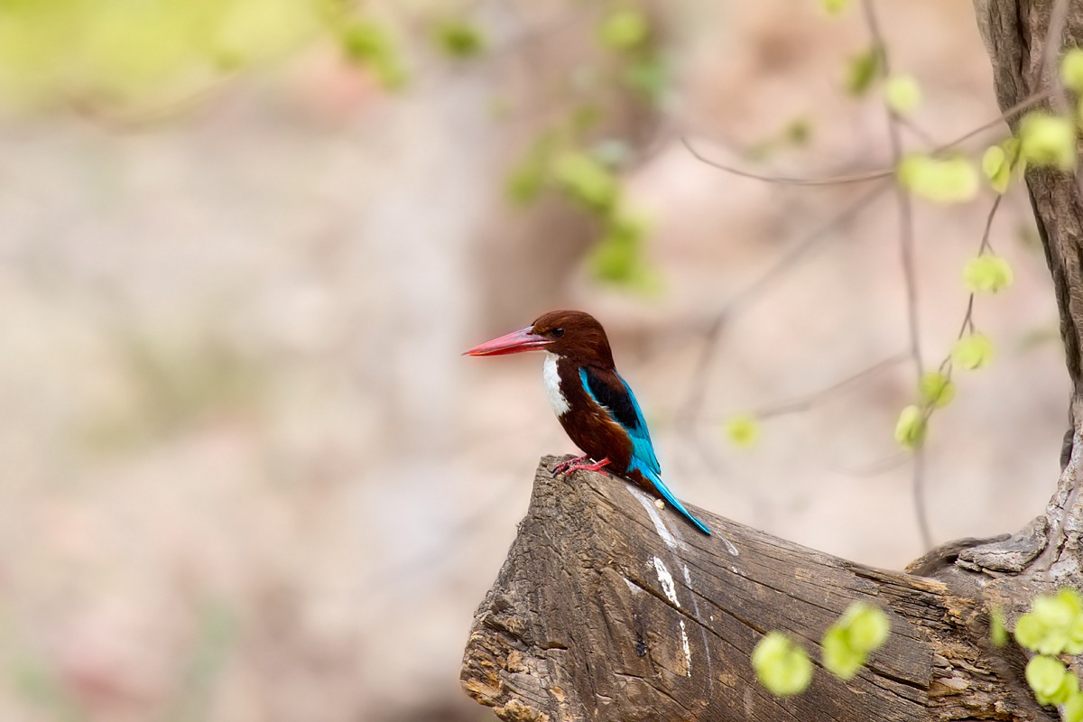 Kingfisher (Halcyon smyrnensis)