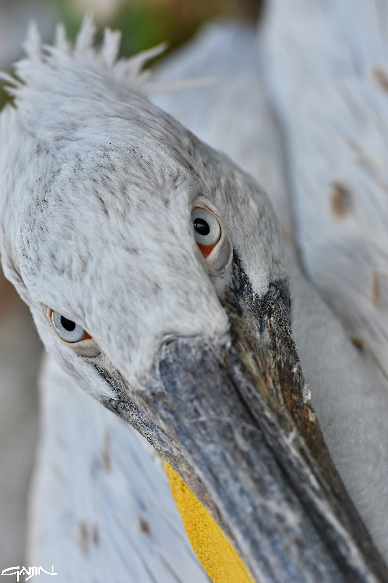 Look of Pelican