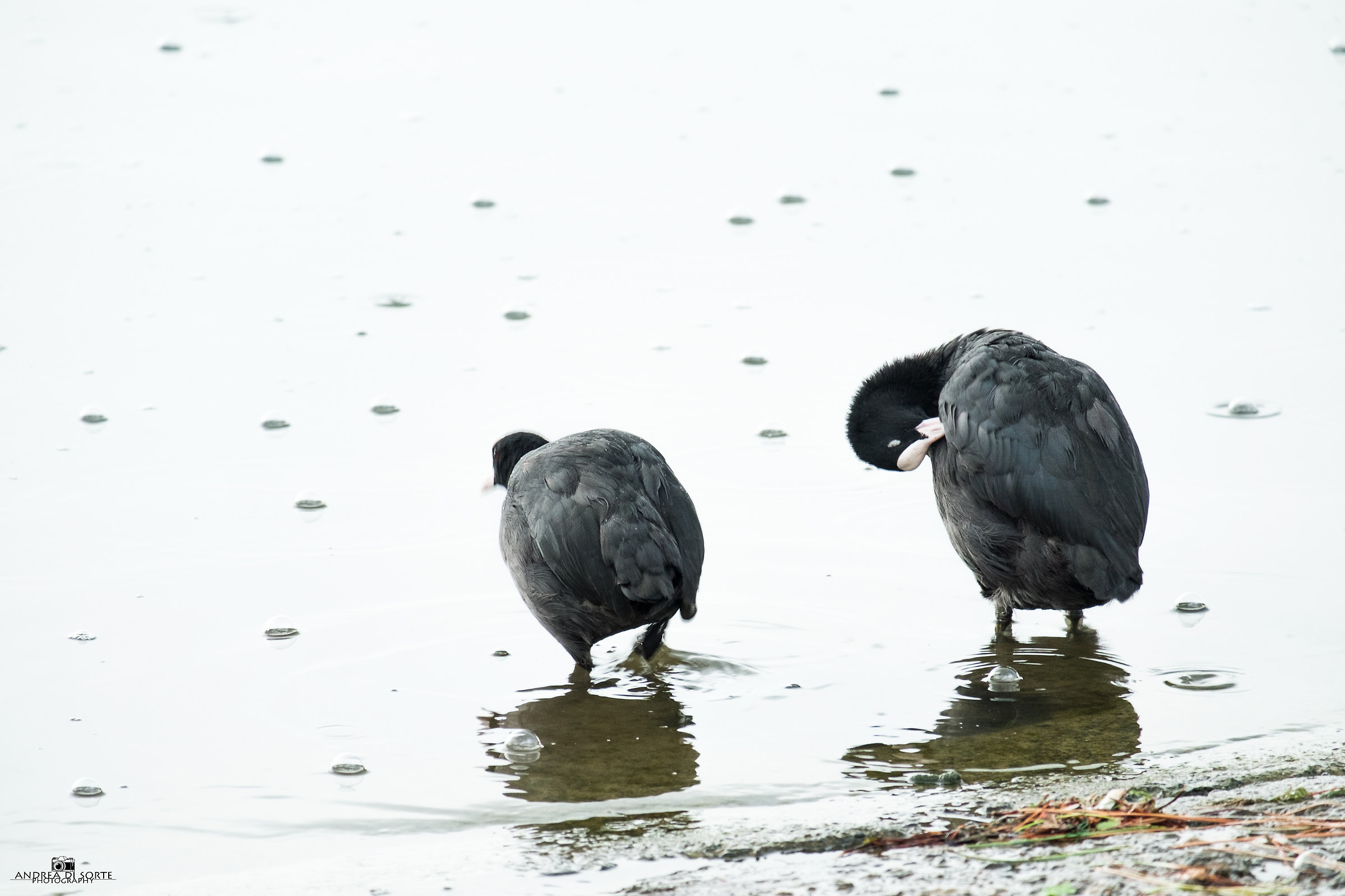 Folache resting after the storm