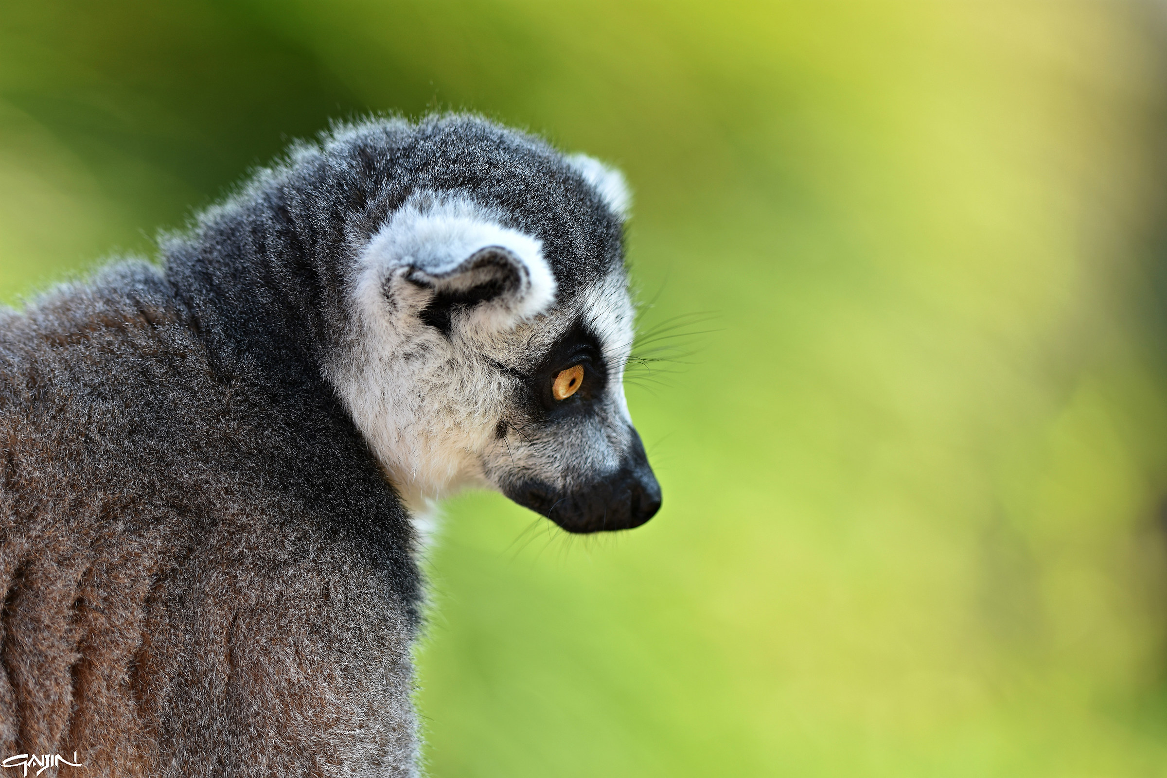 Lemur