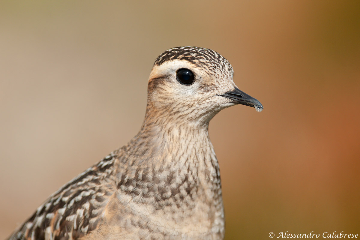 Dotterel
