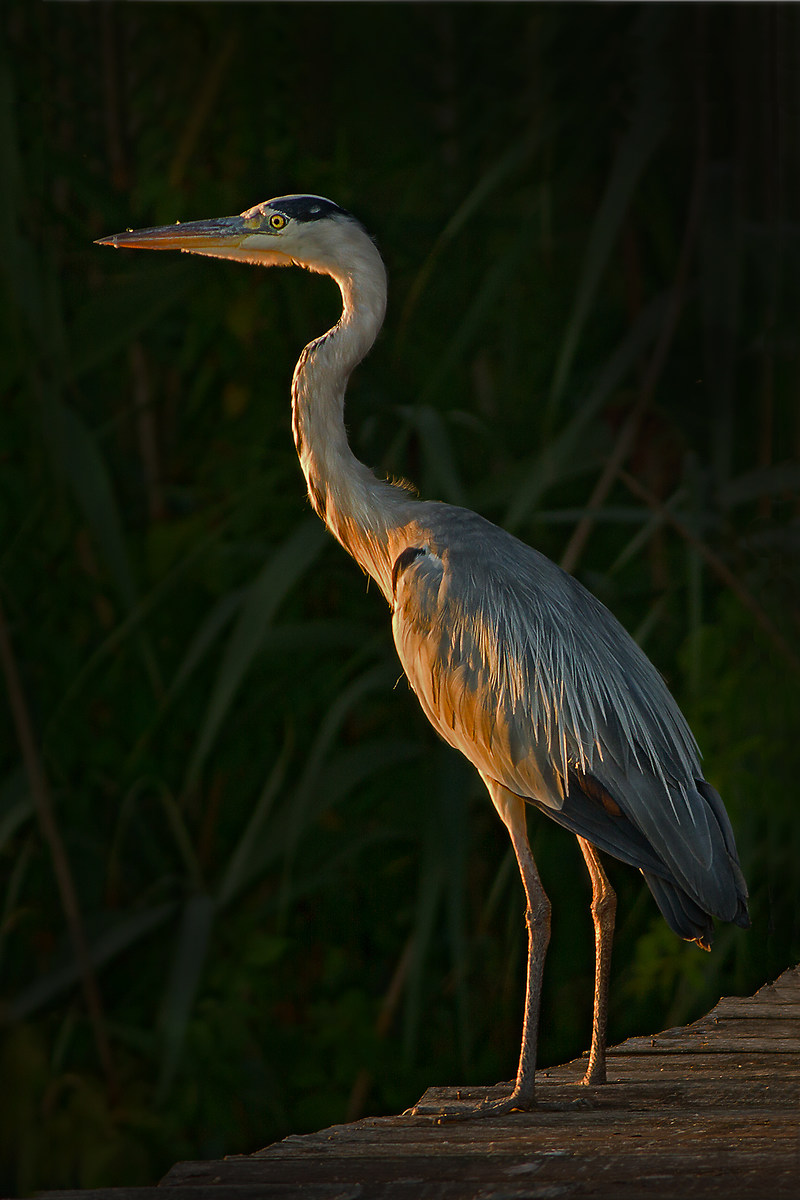 Grey Heron