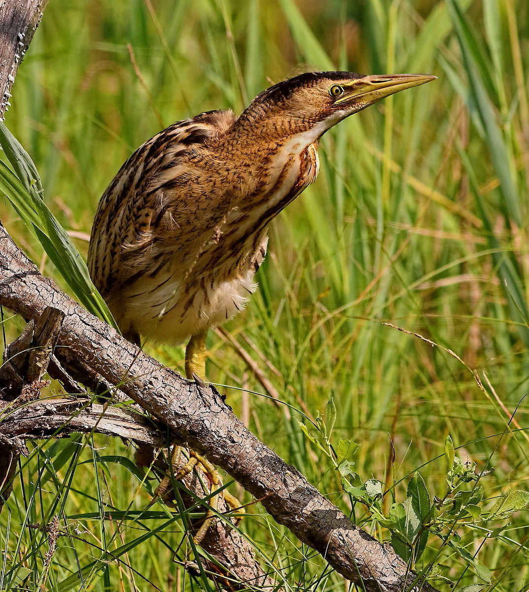Bittern