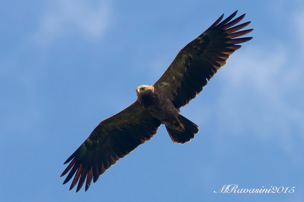 Aquila anatraia minore