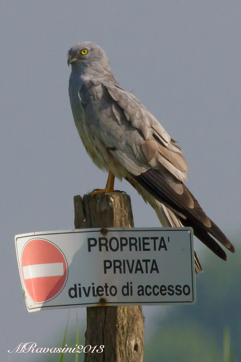 Il possidente...Albanella minore