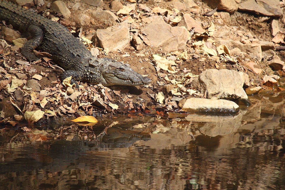 Marsh crocodile
