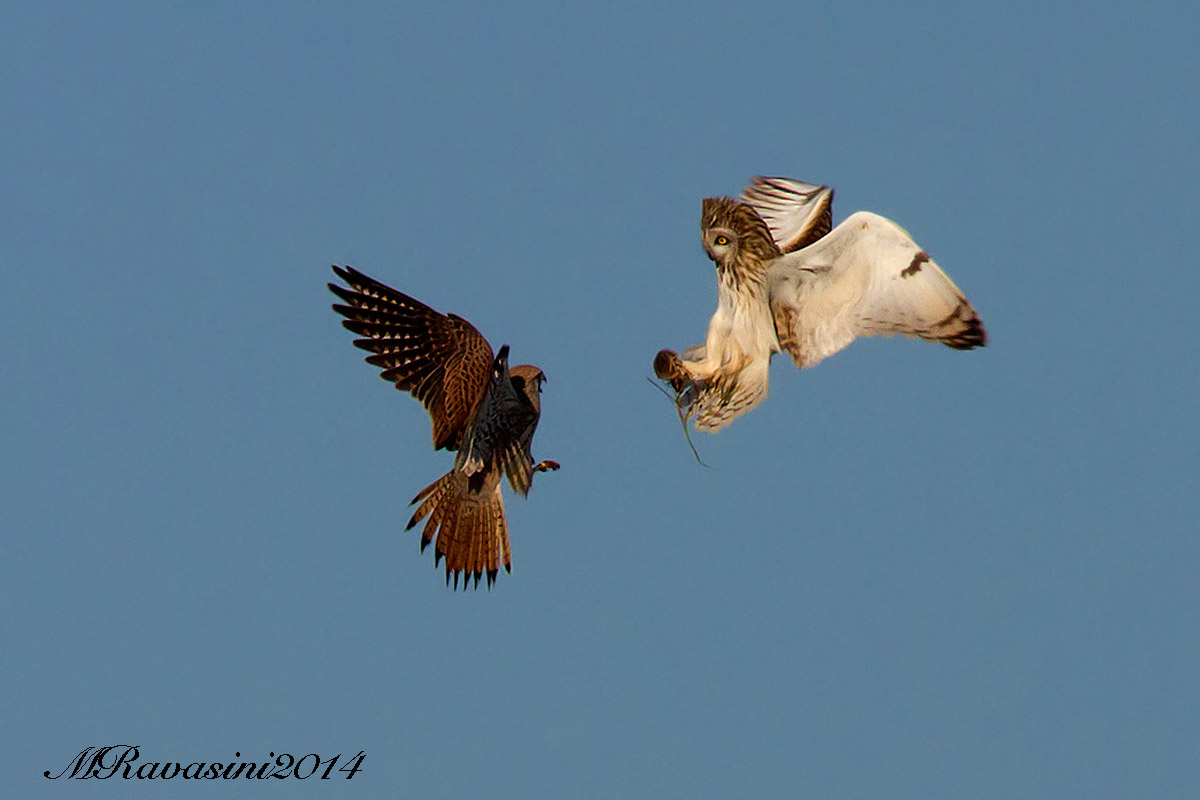 Gheppio e Gufo di palude