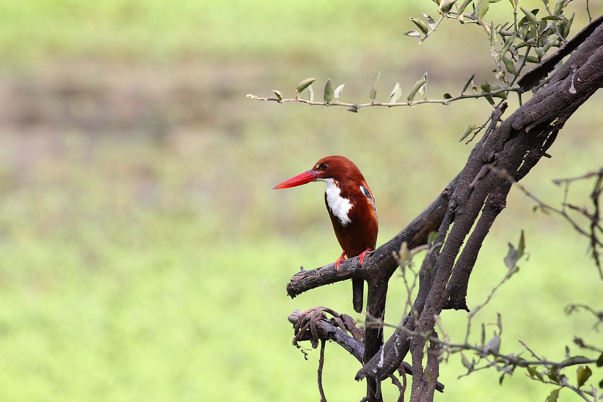 Kingfisher (Halcyon smyrnensis)