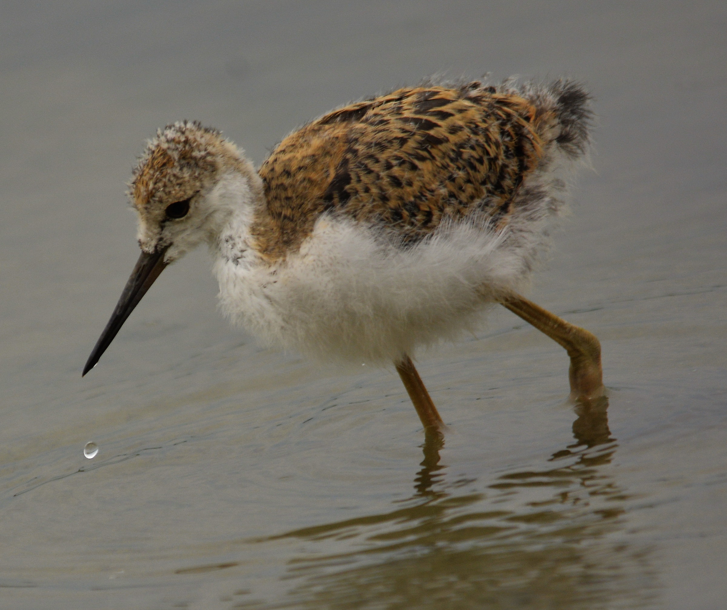 Knight of Italy pullo