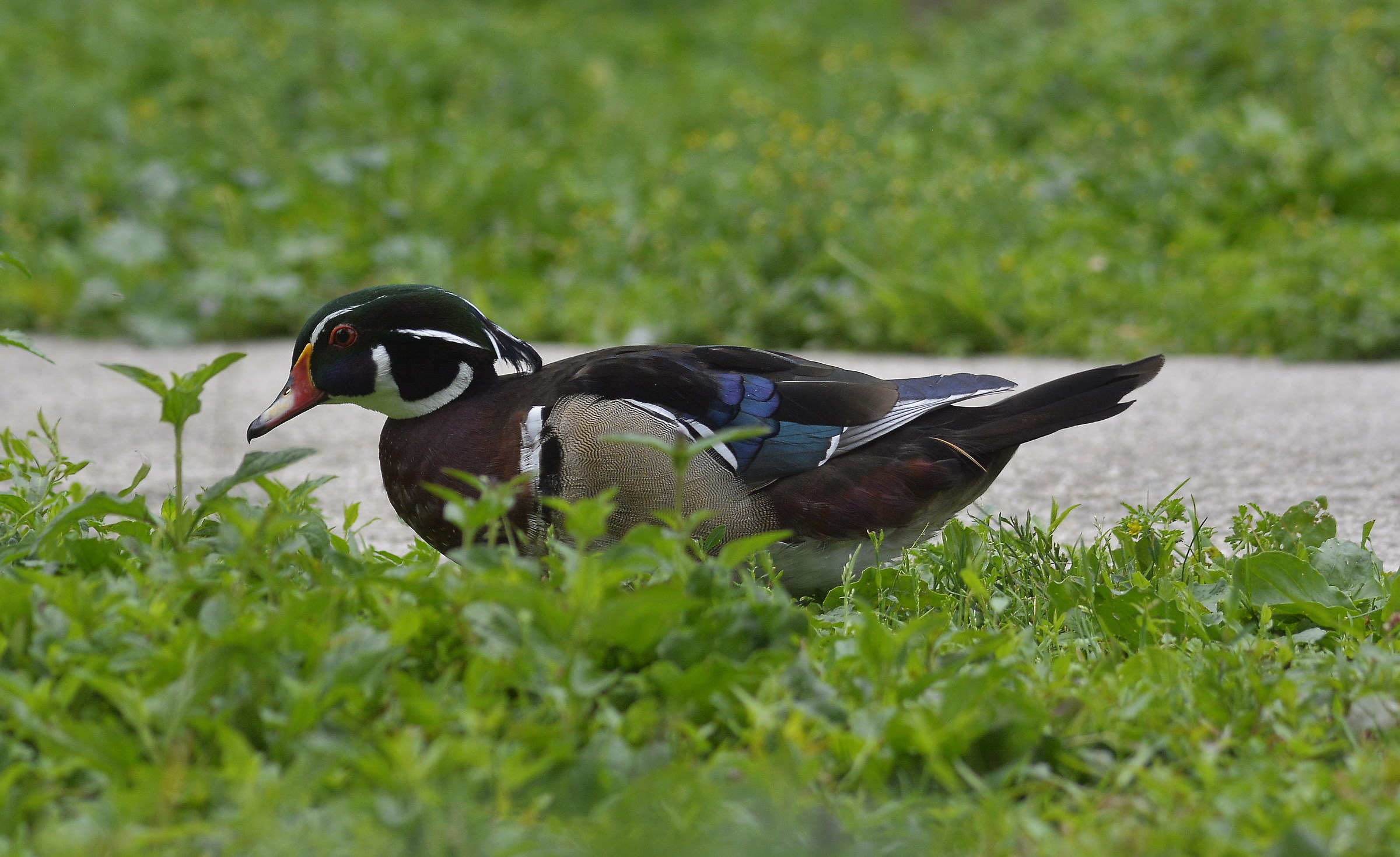 Male Wood Duck
