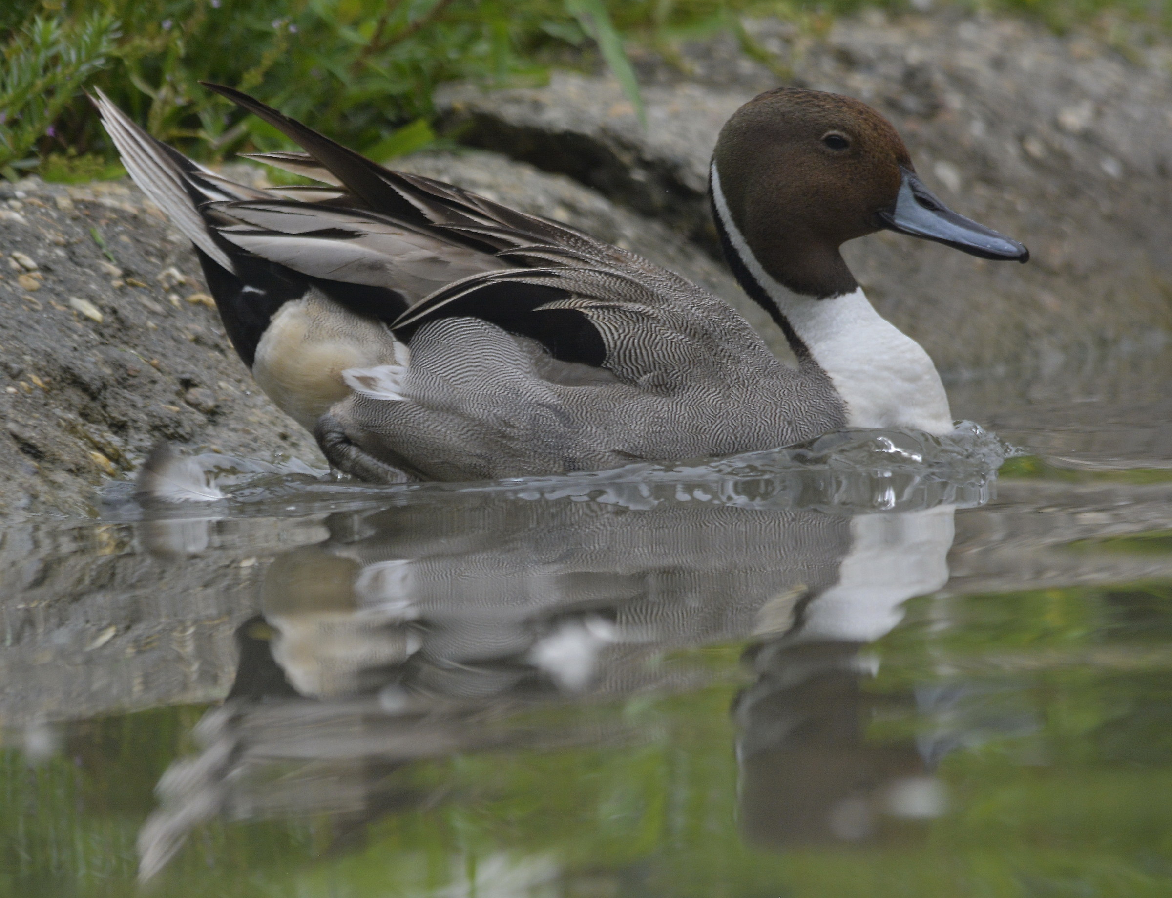 Pintail male