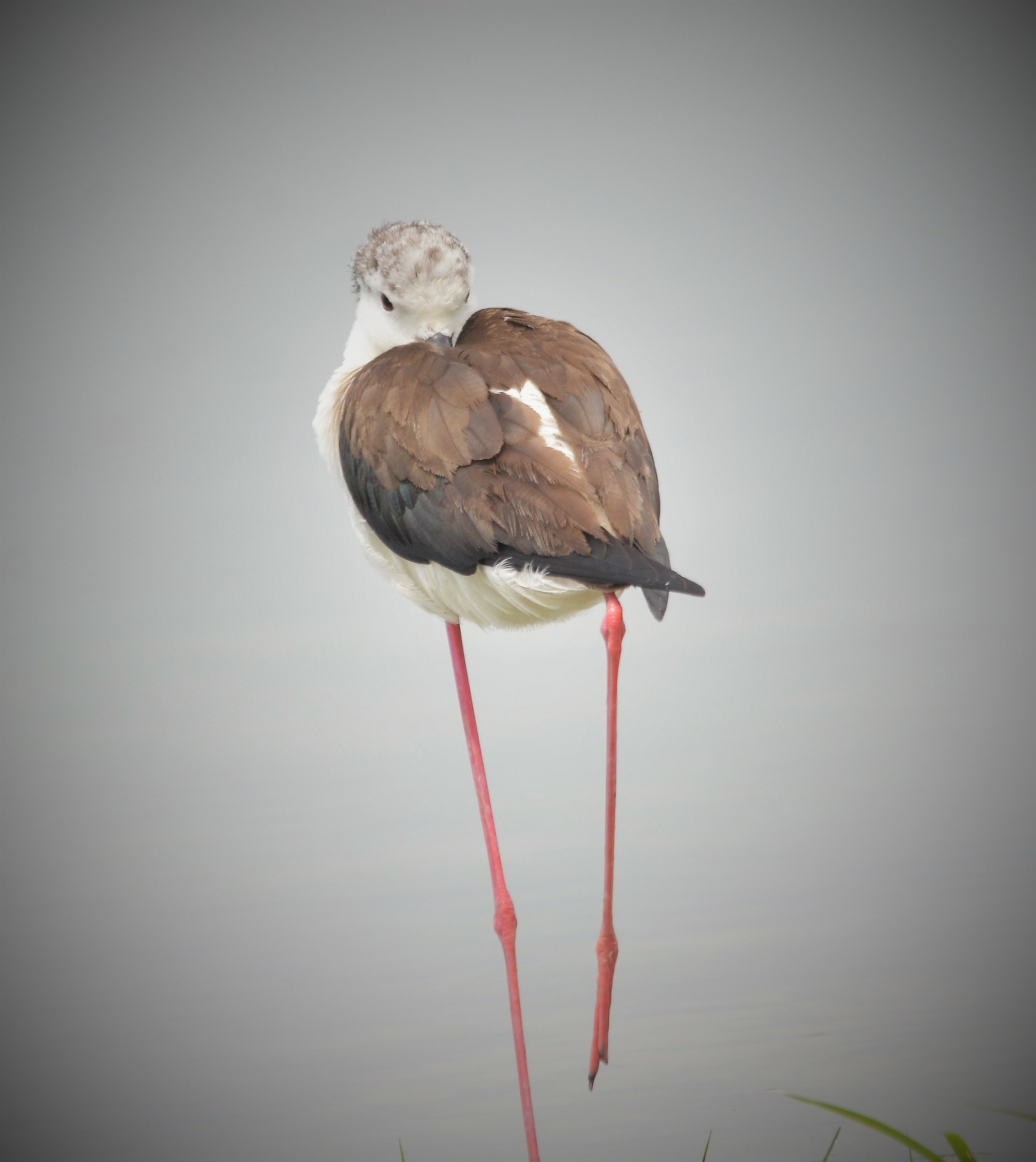 Knight of Italian female