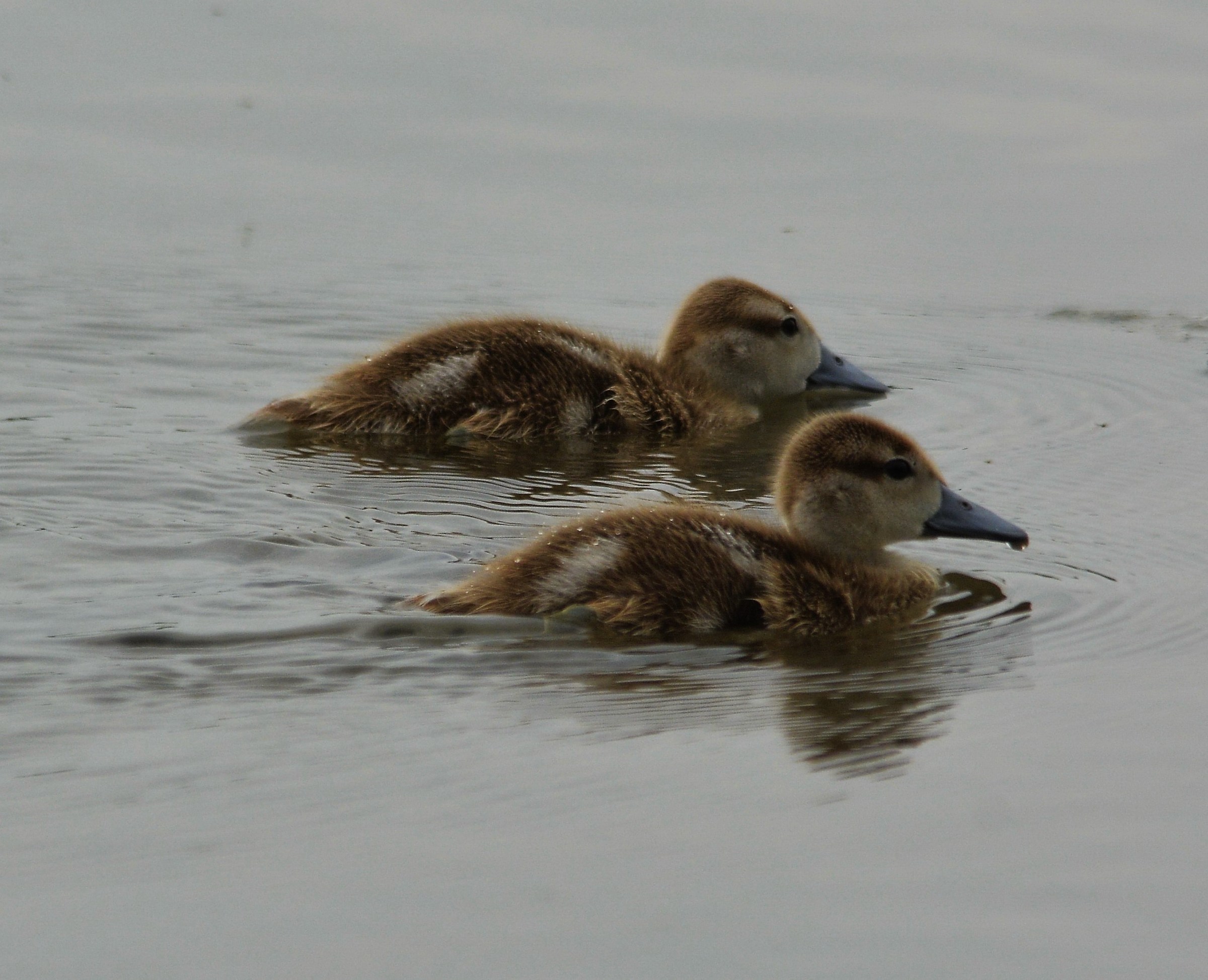 Marbled Duck chicks