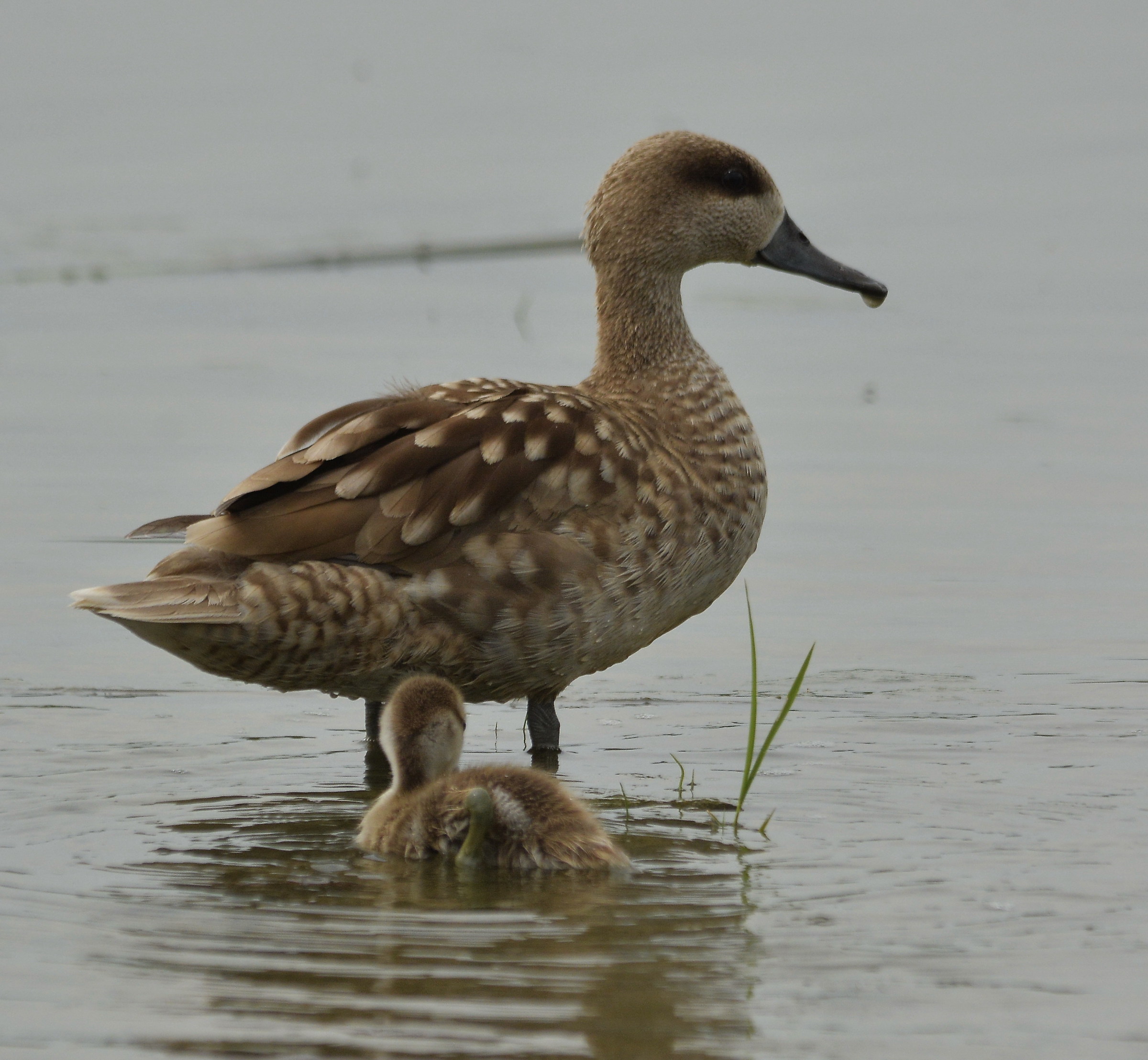 Marbled Duck with pullo