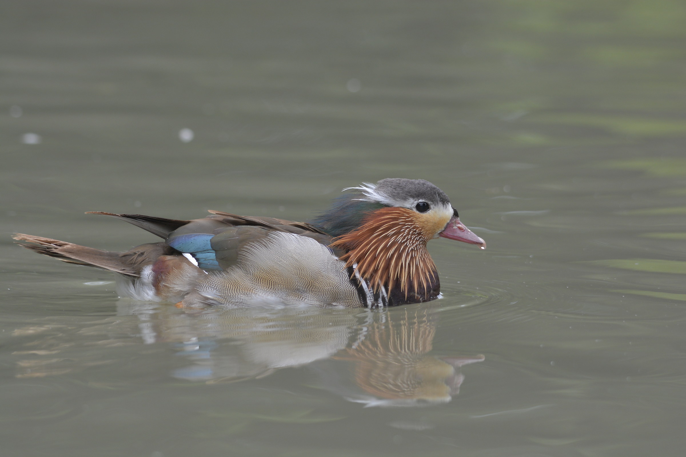 Mandarin Duck male