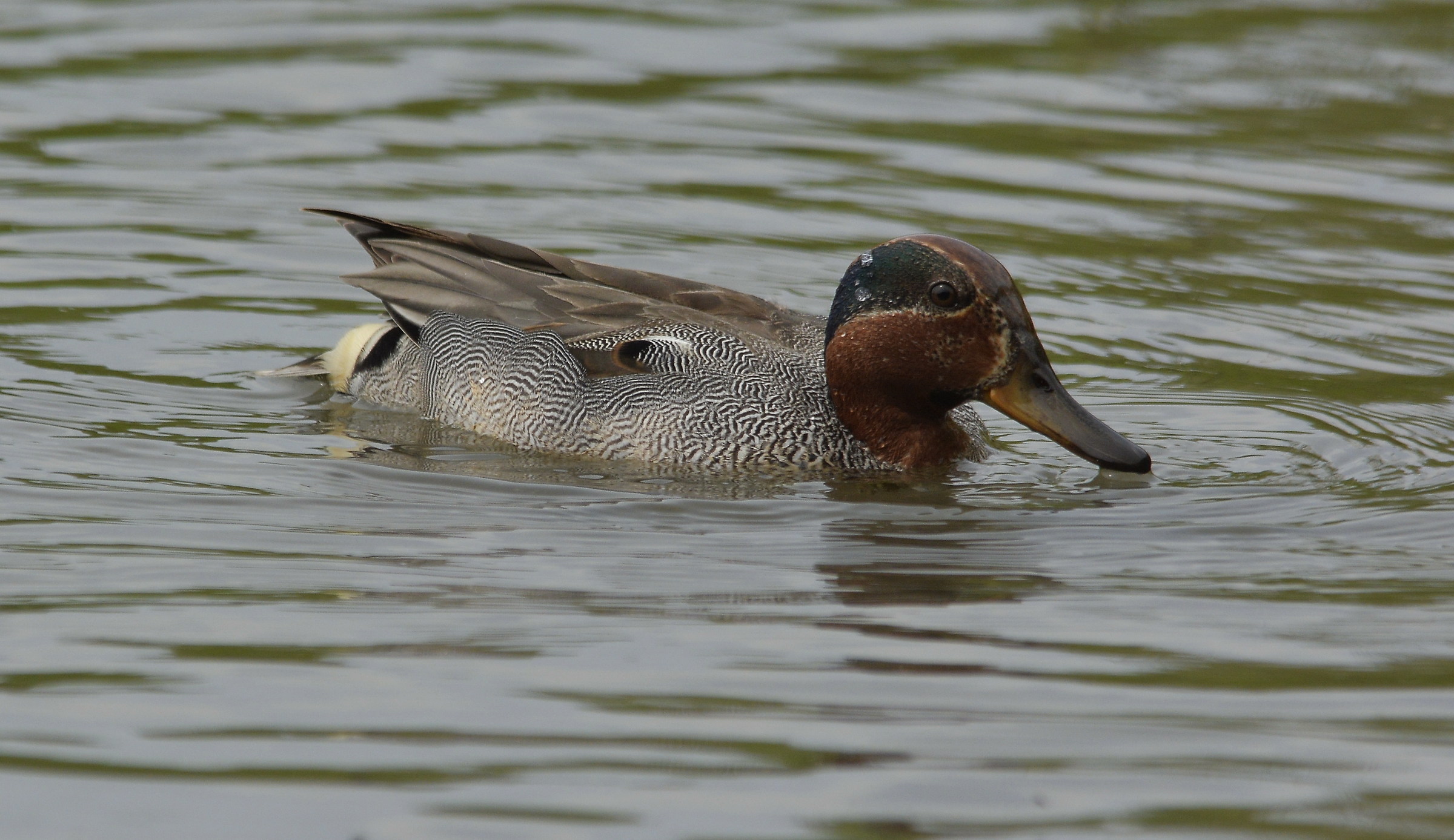 Teal male