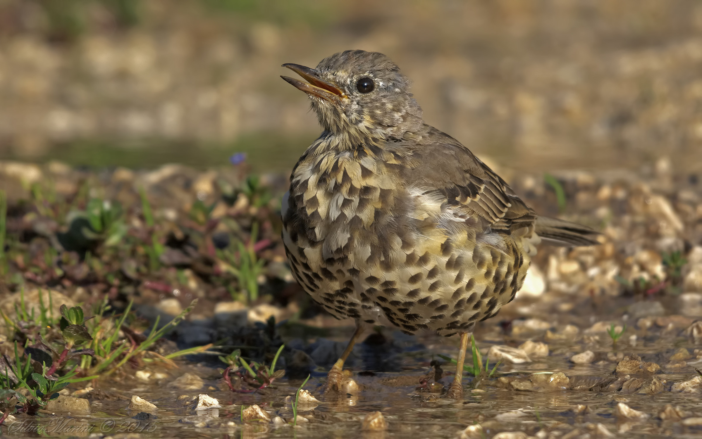Mistle Thrush (Turdus viscivorus)