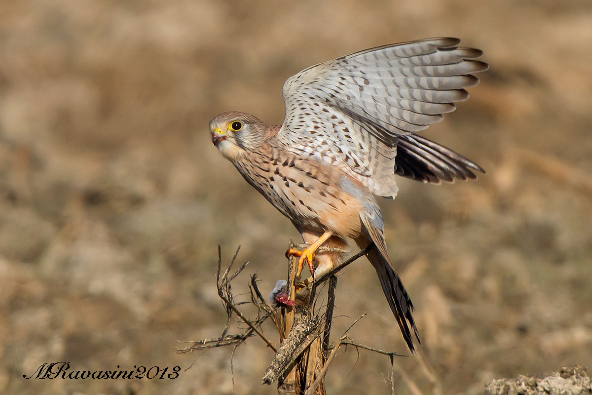 Gheppio, Maschio del primo inverno con preda