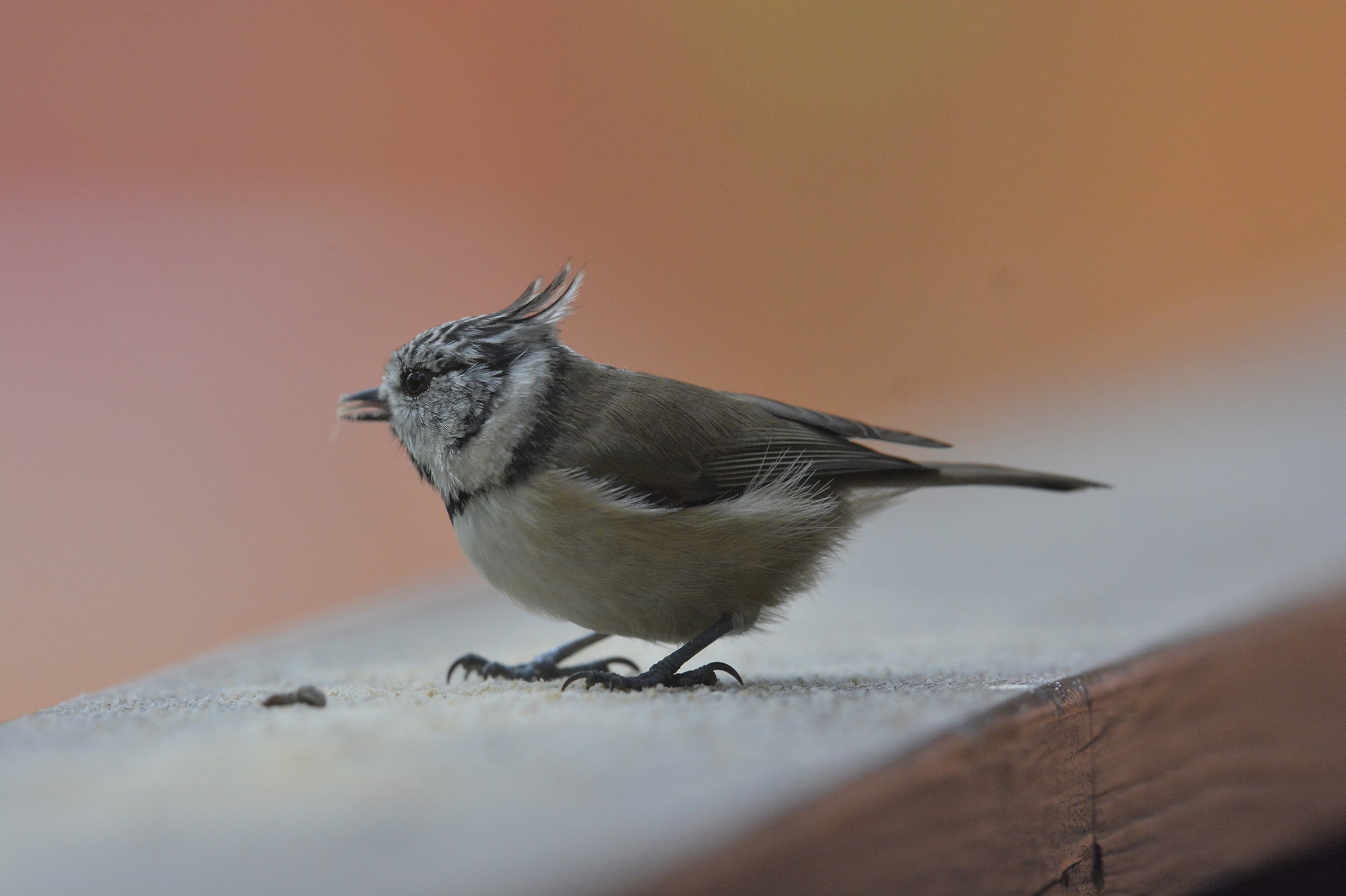 crested tit