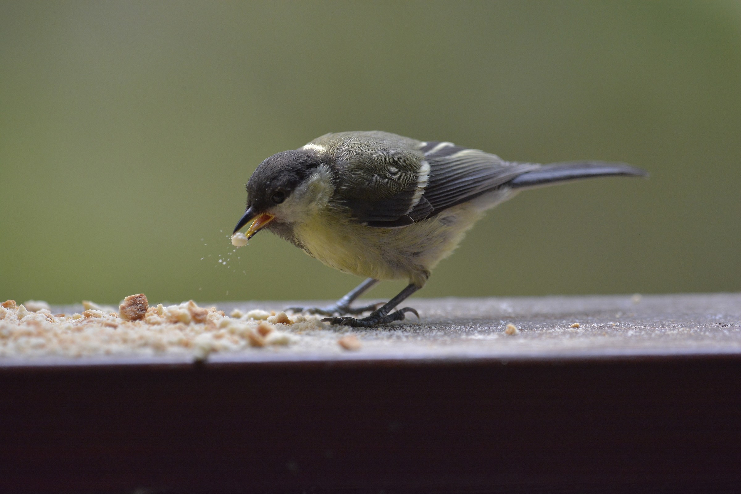 titmouse