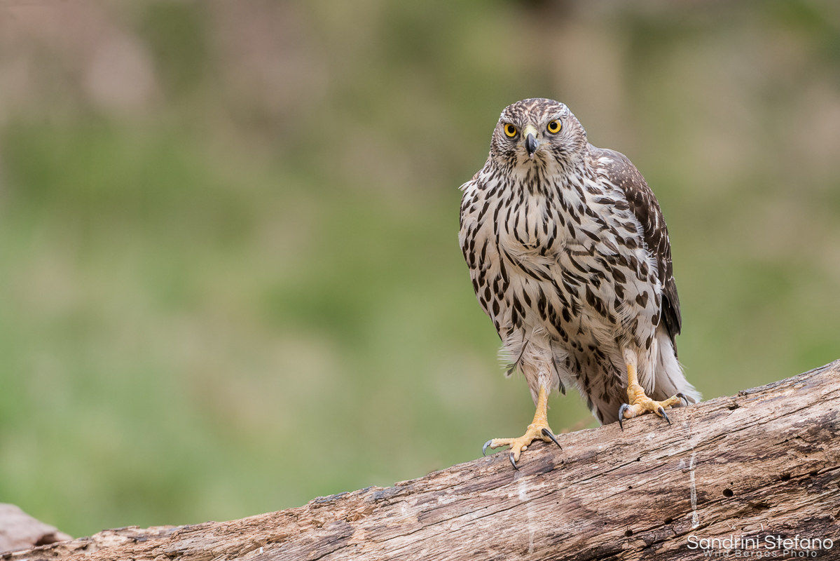Sguardo Rapace - Astore immaturo