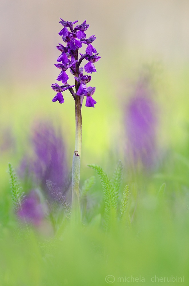anacamptis morio