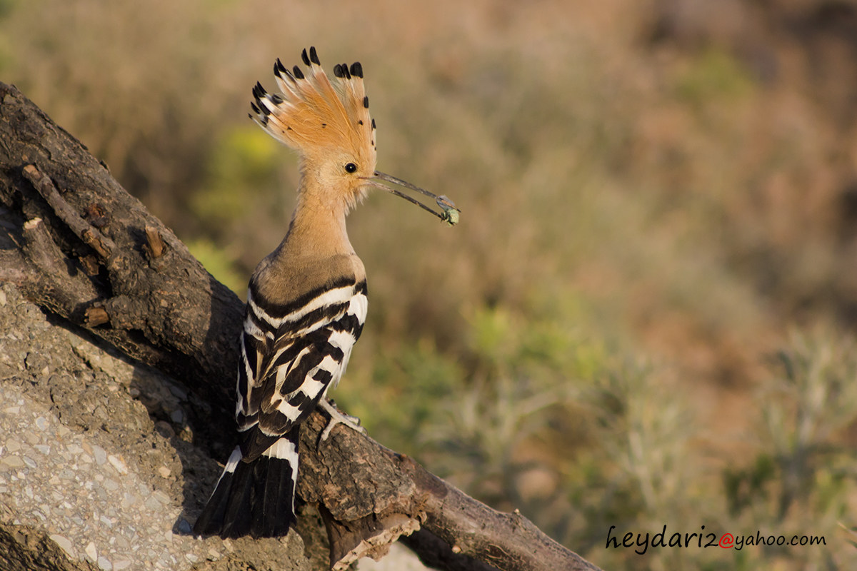 hoopoe2