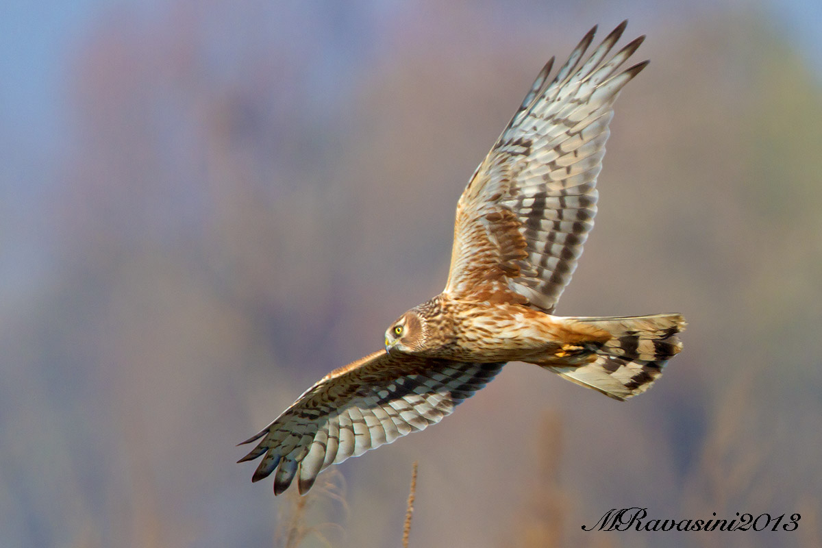 Albanella reale, femmina adulta
