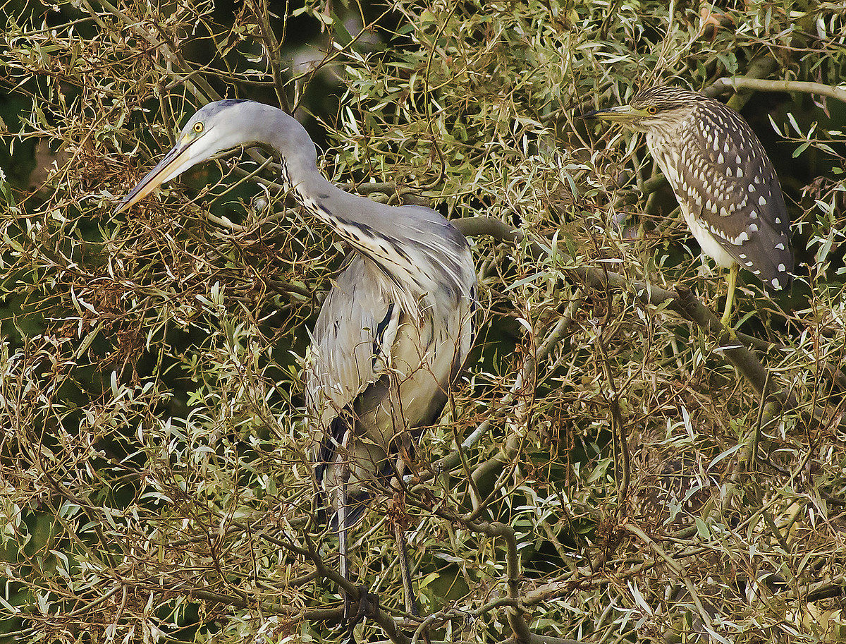 careful about those two !!