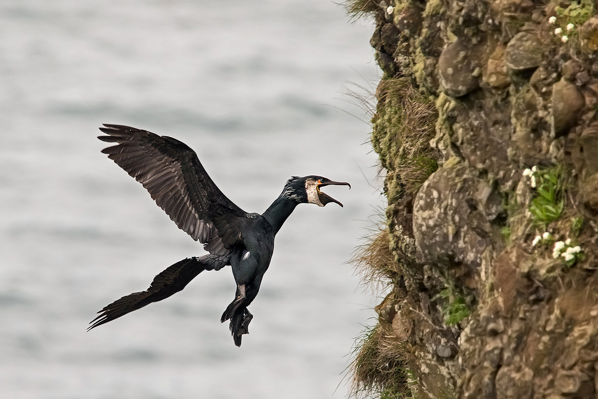 cormorano giapponese