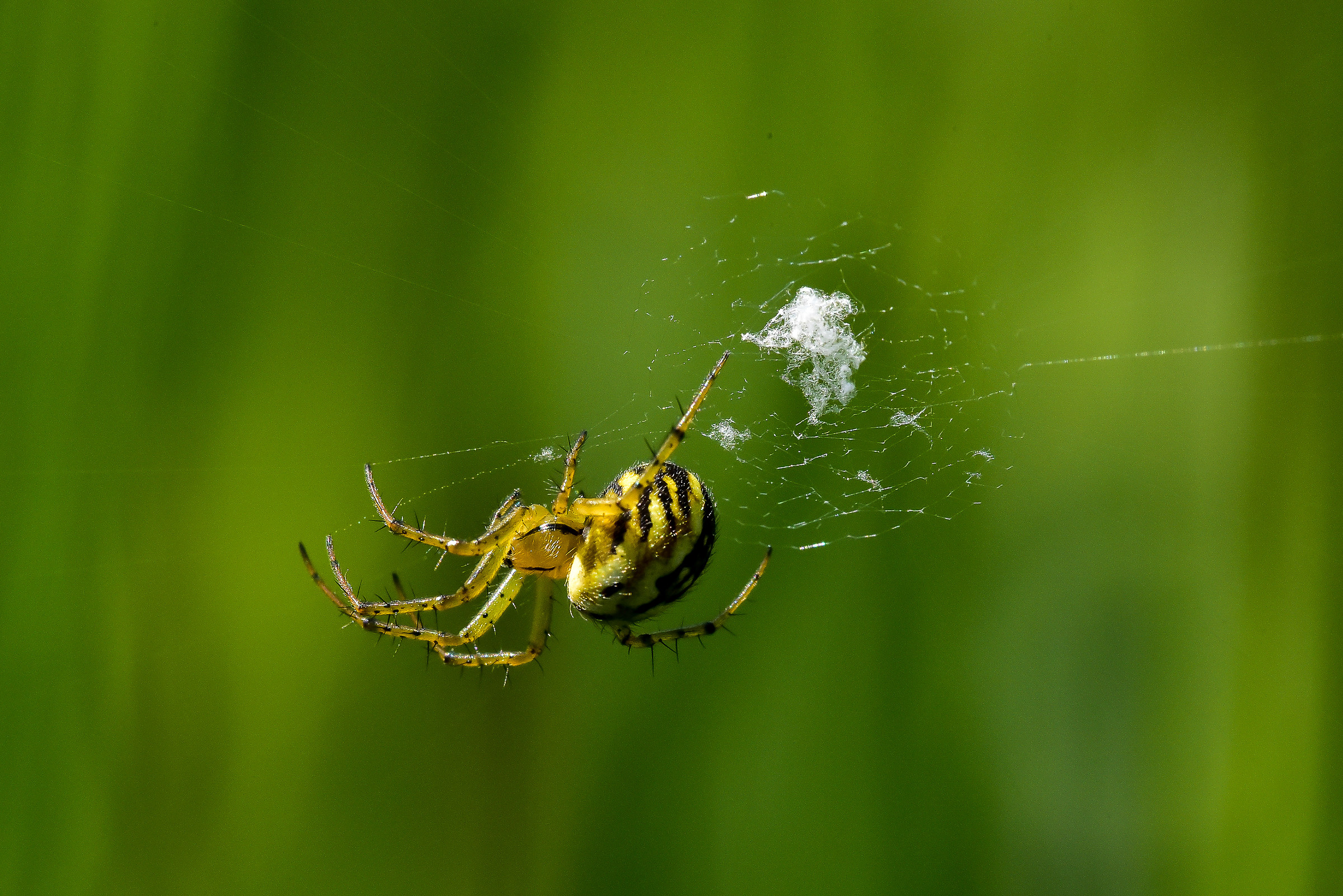 Ospite in un campo di Orzo